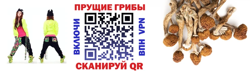 что такое   Гусев  Псилоцибиновые грибы Psilocybe 