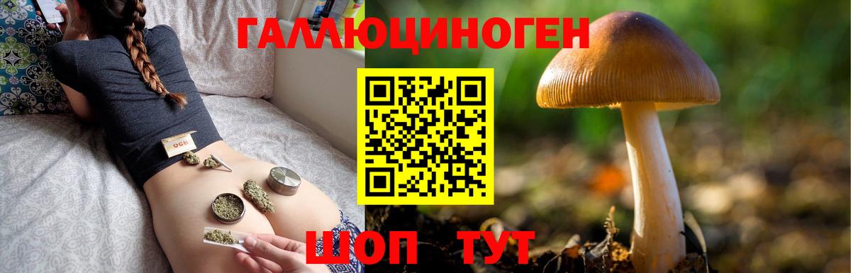 Гусев  Галлюциногенные грибы Cubensis  Вход с VPN 